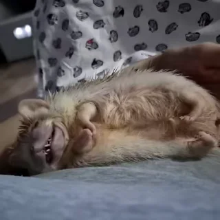 🐾