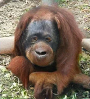 🐵
