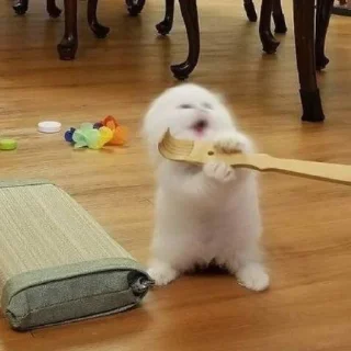 🐾