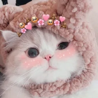 🐈