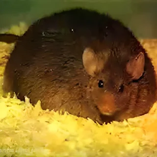 🐭