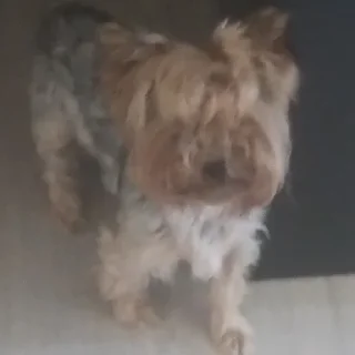 🐒
