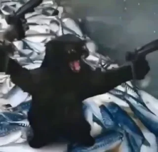 🐱