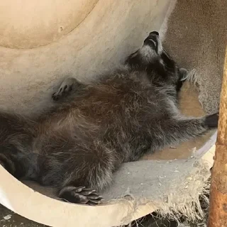 😴