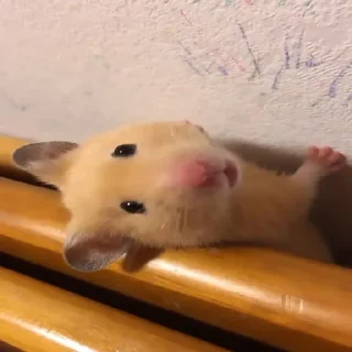 🐹