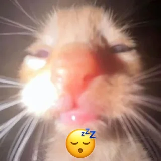 😴
