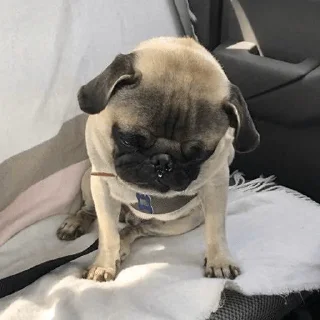 🐶