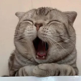 🐈