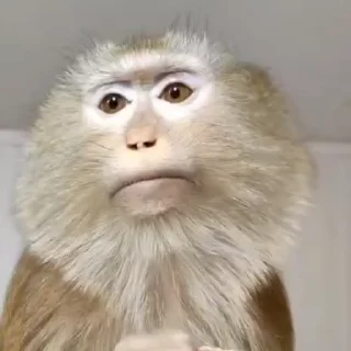 🐵