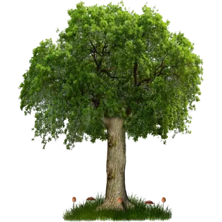 🌳