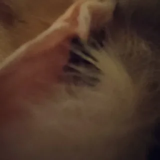 👂