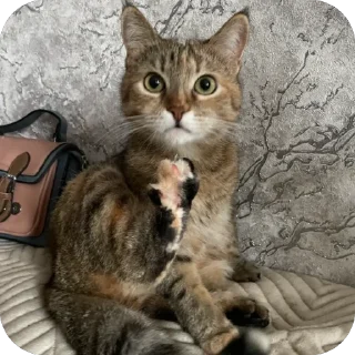 🐾