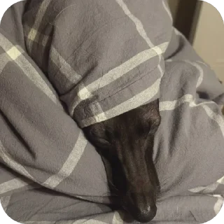 🛏️