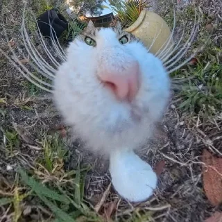 🌟