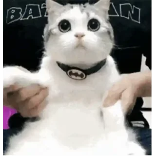 🐈
