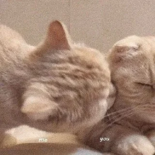 🤍