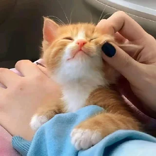 🐈