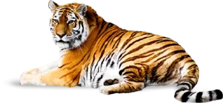 🐅