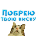 🐱