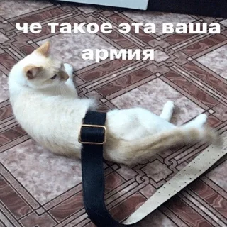 😾