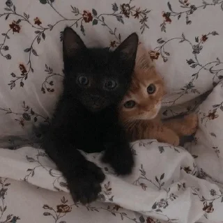 ✨