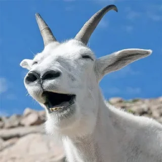 😂