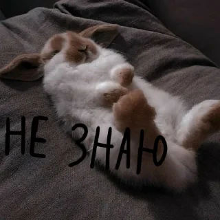 🐰