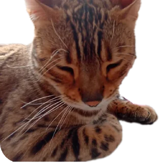 🐱