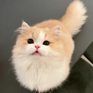 🐈