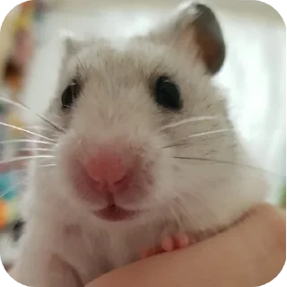 🤲