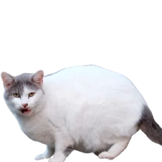 😶