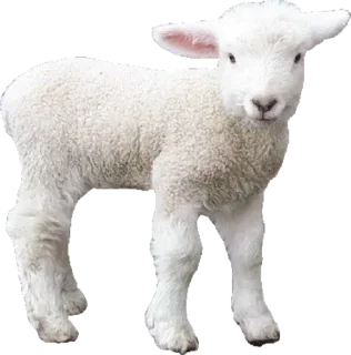 🐑