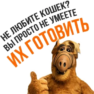 🙀