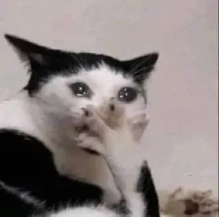 🐱