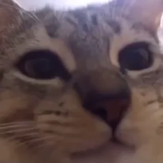 🐱