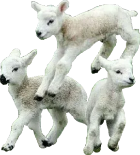 🐑