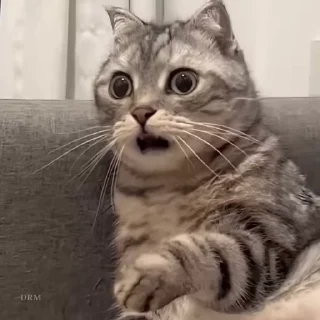 🐾