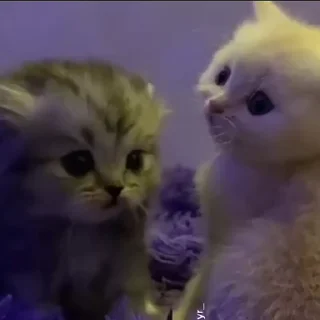 💗