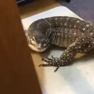 🦎