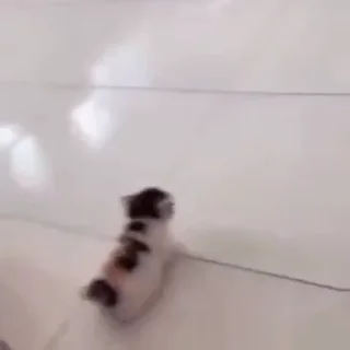 😺