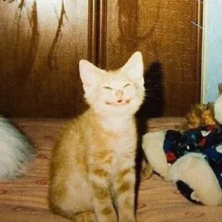 Смешные ебла котов