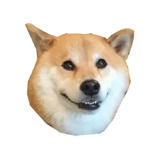 🐶