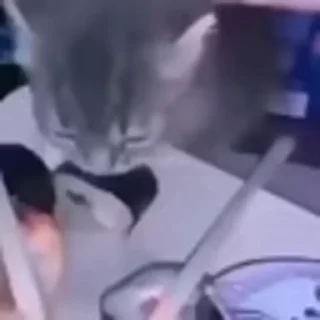 🐈‍⬛