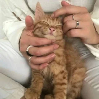 🐈