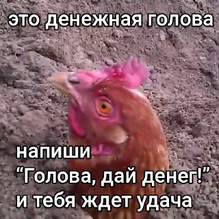Голова, дай денег!