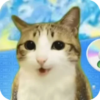 🐱