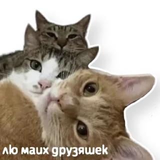 👻
