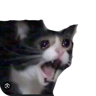 🐱