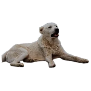 🐶