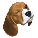 🐶